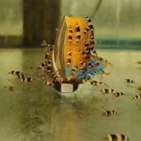 Crystal Black - Shrimp 1cm