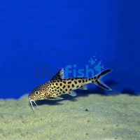 Cuckoo Catfish 2cm