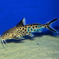 Cuckoo Catfish 4cm