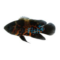 Red Tiger Oscar - Nemo 7cm