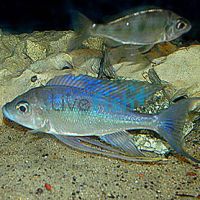 Cyathopharynx Furcifer Ndole Bay 5cm
