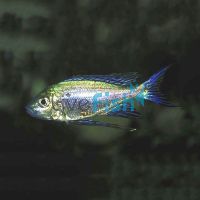 Cyathopharynx Furcifer 2cm 