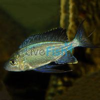 Cyathopharynx Furcifer Ruziba 7cm