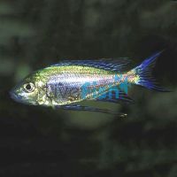 Cyathopharynx Furcifer 7cm