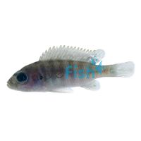 Red Crest Purple Afra Cobwe 3cm