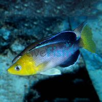 Yellow Head Blackfin Jumbo 5cm