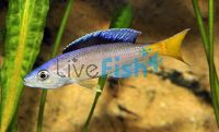 Cyprichromis Leptosoma - Utinta - German Bred 5cm