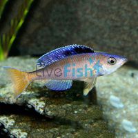 Cyprichromis Leptosoma 5cm