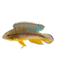 Agassizii Tefe Pearl Blue 3cm