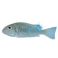 Geophagus Winemilleri 7cm