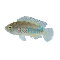 Golden Dwarf Cichlid 2.5cm