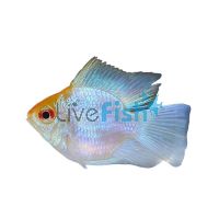 Assorted Ramirezi Longfin Balloon 3.5cm