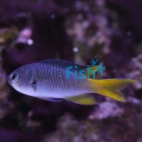 Coral Damselfish - Large
