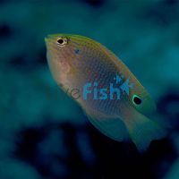 Damselfish Speckled - Medium 