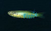 Gold Striped Blue Danio 3.5cm