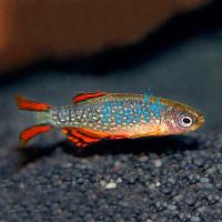 Celestial Pearl Danio - Galaxy Rasbora 2cm