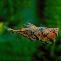 Dark Marble Hatchet Fish 3.5cm