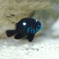 Domino Damselfish - Small