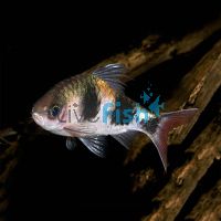 Arulius Barb 7cm
