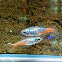 Diamond Neon Tetra 2.5cm