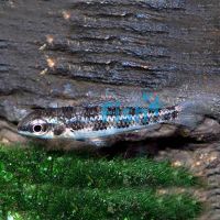 Checkerboard Cichlid - Wild Caught 4cm