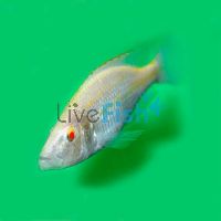 Albino Dimi Compressiceps 4cm