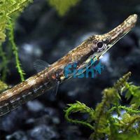 Freshwater Pipefish Long Snout 10cm