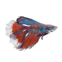 Double Tail Halfmoon Male 5cm