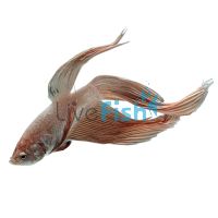 Male Dragon Fighter 5cm