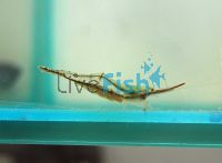 Red Nose Shrimp