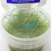 Dwarf Hair Grass Belem Tissue Culture Tub