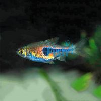 Dwarf Harlequin Copper Rasbora 3cm