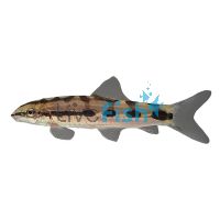 Dwarf Loach - Sidthimunki 4cm