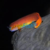 Midas Blenny - Medium