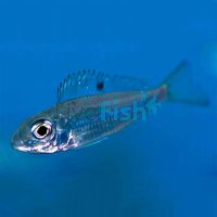 Ectodus Descampsii 4cm 