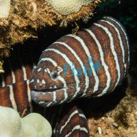 Zebra Moray Eel - Medium
