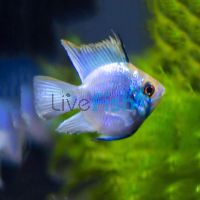 Balloon Electric Blue Ram 2.5cm