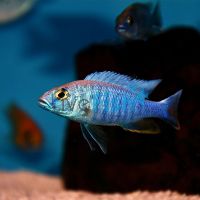 Electric Blue 3.5cm
