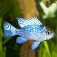 Electric Blue Ram 4cm