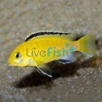 Electric Yellow Australian Bred 10cm
