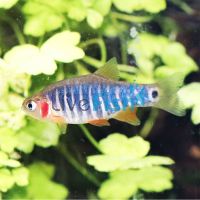 Emerald Dwarf Rasbora 1.5cm