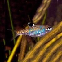 Emerald Eye Rasbora 2cm
