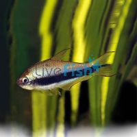 Emperor Tetra 3.5cm