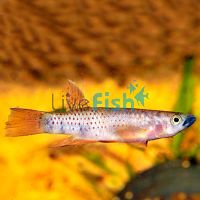 Epiplatys Chaperi - Wild Caught 4cm