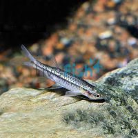 Flying Barb 5cm