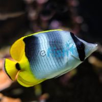 Falcula Butterflyfish - Large