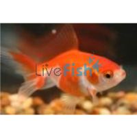 Fantail Red & White 9cm