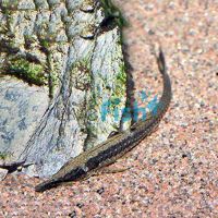 Farlowella Catfish - Wild Columbia 10cm