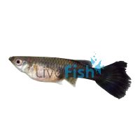 Female Black Guppy 3.5cm