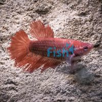 Female Super Delta Betta 3.5cm